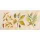 Botanika - Papryka, oliwka, pieprz - obraz olejny
